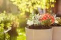 Beautiful delicate flowers grow in large ceramic vases in the spring garden. Gardening, floriculture