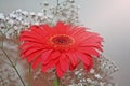 The beauty of colors, red daisy passion