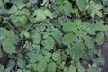 Beautiful and delicate leaves of celandine after thunderstorm, chistel bushes. Royalty Free Stock Photo