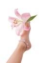 Beautiful delicate legs hold pink lily flowers. Tulle socks Royalty Free Stock Photo