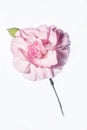 A beautiful delicate light pink carnation flower in high key Royalty Free Stock Photo