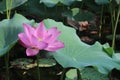 Beautiful and delicate lotus in the Chinese garden