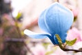 Beautiful delicate magnolia Blue Opal outdoors, closeup. Spring season