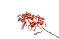 Mini dark pink white oncidium twinkle orchids on white background