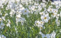 Beautiful delicate narcissus flowers, white daffodils in the park or garden in sunny spring day. Selective focus Royalty Free Stock Photo