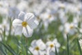 Beautiful delicate narcissus flowers, white daffodils in the park or garden in sunny spring day. Selective focus Royalty Free Stock Photo