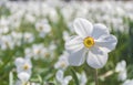 Beautiful delicate narcissus flowers, white daffodils in the park or garden in sunny spring day. Selective focus Royalty Free Stock Photo