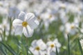 Beautiful delicate narcissus flowers, white daffodils in the park or garden in sunny spring day. Selective focus Royalty Free Stock Photo