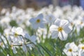 Beautiful delicate narcissus flowers, white daffodils in the park or garden in sunny spring day. Selective focus Royalty Free Stock Photo