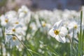 Beautiful delicate narcissus flowers, white daffodils in the park or garden in sunny spring day. Selective focus Royalty Free Stock Photo