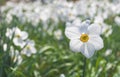 Beautiful delicate narcissus flowers, white daffodils in the park or garden in sunny spring day. Selective focus Royalty Free Stock Photo