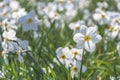 Beautiful delicate narcissus flowers, white daffodils in the park or garden in sunny spring day. Selective focus Royalty Free Stock Photo