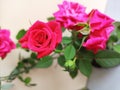 Beautiful delicate pink, red rose. Red rose isolated on white. Royalty Free Stock Photo