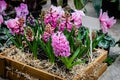 Beautiful delicate pink flowers with bright green leaves, neatly planted in a wooden plant box