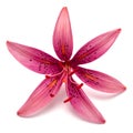 Beautiful delicate pink lily macro isolated on white background Royalty Free Stock Photo