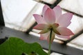 Beautiful delicate pink lotus flower petals macro close up view Royalty Free Stock Photo