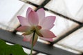 Beautiful delicate pink lotus flower petals macro close up view Royalty Free Stock Photo