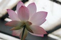 Beautiful delicate pink lotus flower petals macro close up view Royalty Free Stock Photo