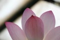 Beautiful delicate pink lotus flower petals macro close up view Royalty Free Stock Photo