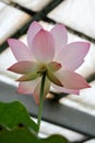 Beautiful delicate pink lotus flower petals macro close up view Royalty Free Stock Photo