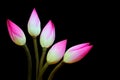 Symbols of purity, oriental lotus buds background