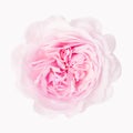 Beautiful pink rose blossom, isolated on white background Royalty Free Stock Photo