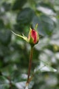 beautiful delicate pink rose bud on the background of green foliage in the garden in the rays of sunlight. Royalty Free Stock Photo