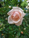 Beautiful delicate pink rose close-up. Garden rose view front Royalty Free Stock Photo