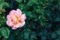 Beautiful, delicate pink rose flower against a blurred background of dark green leaves in the garden with copy space Royalty Free Stock Photo