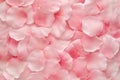 Beautiful delicate pink rose petals Royalty Free Stock Photo