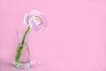 beautiful delicate pink rose ranunculus in a vase. Card. Close up Royalty Free Stock Photo
