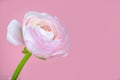 beautiful delicate pink rose ranunculus in a vase. Card. Close up Royalty Free Stock Photo