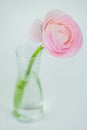 beautiful delicate pink rose ranunculus in a vase. Card. Close up Royalty Free Stock Photo