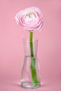 beautiful delicate pink rose ranunculus in a vase. Card. Close up Royalty Free Stock Photo