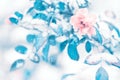 Beautiful delicate pink roses and blue leaves in snow and frost in a winter park. Christmas artistic image