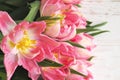 Beautiful delicate pink tulips on a white background. Spring flowers tulipa gesneriana. Holiday concept