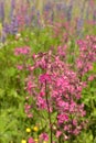 Beautiful Delicate Purple Flowers Viscaria Vulgaris Growing On Meadow In Summertime Close Up