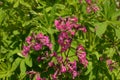 Beautiful Delicate Purple Flowers Viscaria Vulgaris Growing On Meadow In Summertime Close Up