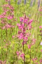 Beautiful Delicate Purple Flowers Viscaria Vulgaris Growing On Meadow In Summertime Close Up