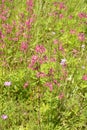 Beautiful Delicate Purple Flowers Viscaria Vulgaris Growing On Meadow In Summertime Close Up