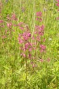 Beautiful Delicate Purple Flowers Viscaria Vulgaris Growing On Meadow In Summertime Close Up