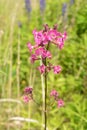 Beautiful Delicate Purple Flowers Viscaria Vulgaris Growing On Meadow In Summertime Close Up