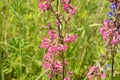 Beautiful Delicate Purple Flowers Viscaria Vulgaris Growing On Meadow In Summertime Close Up