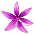 Beautiful delicate purple lily macro isolated on white background Royalty Free Stock Photo