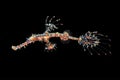 Red ornate ghost pipefish in Bali Indonesia Royalty Free Stock Photo