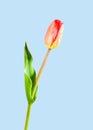Beautiful delicate red tulip on a blue background, closeup Royalty Free Stock Photo