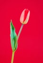 Beautiful delicate red tulip with a green leaf on a red background Royalty Free Stock Photo