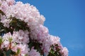 Beautiful and delicate rhododendron pink flowers on blue sky background close up. Royalty Free Stock Photo