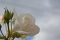 Beautiful delicate rose bud with dew drops Royalty Free Stock Photo