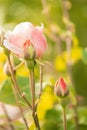 Beautiful delicate rose bushes background spring